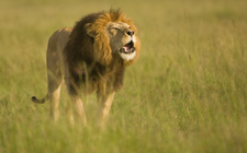 lion roar